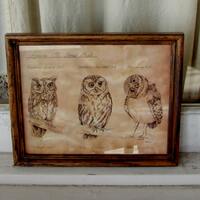 Pen and Ink Small Owl Drawing Print 8x10 Vintage -Like Nerdy Science Picture