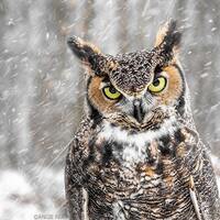 Great Horned Owl Print, Winter Home Decor, Art Print, Bird in the Forest Wall Art, Nature Print, Bir