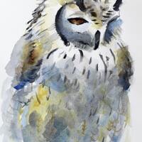 watercolor painting fluffy owl with amber eyes bird art print