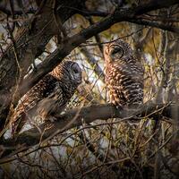 Two Barred Owls perched on a Tree Branch in West Michigan during Spring No.9261 Fine Art Wildlife Bi