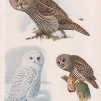 Owls Great Gray, Snowy, Barred #54 1936 Fuertes Bird Print Plate Bookplate Vintage Original Print Bi