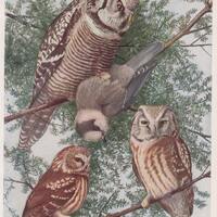 Owls Hawk, Saw-Whet, Richardson's  1936 Fuertes Bird Print Plate Bookplate Vintage Original Prin