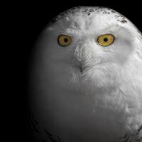 Snowy Owl, Owl Decor, Modern Rustic Art Print, Bird Wall Art, Nature Print, Bird Lover Gift, Home an