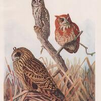 Screech Owl, Short-Eared Owl  #56  1936 Fuertes Bird Print Plate Bookplate Vintage Original Print Bi