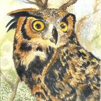 Aceo Great Horned Owl Aceo Limited Edition 20