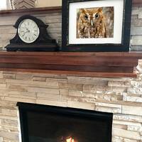 Screech Owl Photography Print: Florida Wildlife Art (5x7 or 8x10)