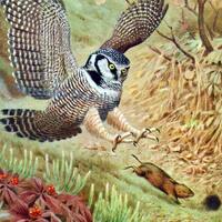 Hawk Owl and Mouse Walter Weber 1942 Natural History Illustration To Frame Hunter Prey