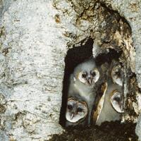 Young Barn Owls in Tree Nest, Set of 2 Color Photos