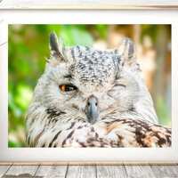 One-Eyed Owl Photo Print, Wild Bird Art Poster (Digital Download)