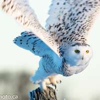 Snowy Owl Print, Owl Art, Owl Wall Art, Owl Photo, Snowy Owl, Owl Picture, Bird Photography, Wildlif