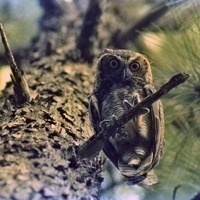 Fledgling Great Horned Owl Perched in a Pine Tree (1980), Set of 2 color photos