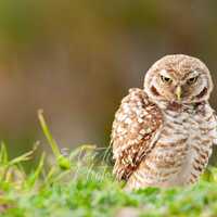 Burrowing Owl Nature Photography Print, Giclee Art Print, Giclee Canvas, Wildlife Wall Art, Owl Art 