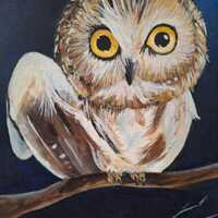 Rocky the Owl