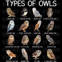 16 Types of Owls Educational PNG Design, Owl Species, Birdwatching Art for T-shirts, Mugs & More
