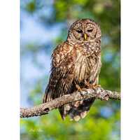 BARRED OWL in Tree ready to hang Dye Sublimation Photo /Wildlife photo / Wild Bird Print / Owl photo