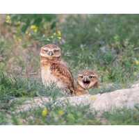 Burrowing Owl Attitude Wall Print, Metal Prints, Nature Birding Photography, Wildlife Humor Canvas W