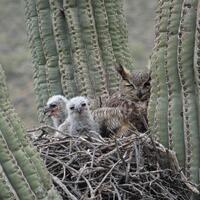 Owls in Saguaro Nest Photo Print, Southwestern Home Decor