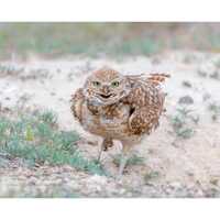 Burrowing Owl Attitude Wall Print, Metal Prints, Nature Birding Photography, Wildlife Humor Canvas W