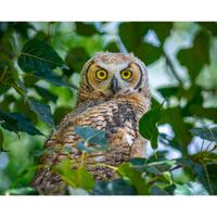 Great Horned Owl Wall Print, Metal Prints, Nature Photography, Wildlife Canvas Wrap Art, Birds Of Pr