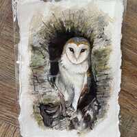 Original Barn Owl watercolour painting