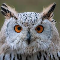 Siberian Eagle Owl| 8x10 Photo Print