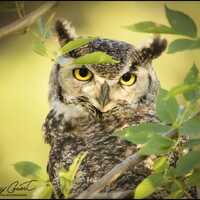 Great Horned Owl Photo Print, Wise Old Owl Photography, Orange Eyed Owl Fine Art Print, Owl Art, Nat