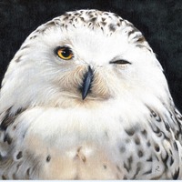 Winking Snowy Owl Original Handmade Art Painting 8x10 Inches Acrylic on Canvas Board Unframed