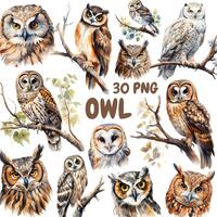 Watercolor Owl Clipart Bundle, Forest Birds Clipart, Woodland Illustrations, Transparent PNG Graphic