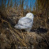 Snowy Owl soaking up the morning sun, Massachusetts