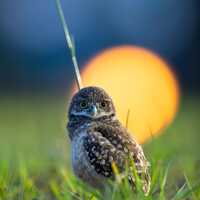 Burrowing Owl Baby, Burrowing Owlet Photo, Cape Coral Owls, Sunset, Florida Birds, Cute Baby Owl Pri