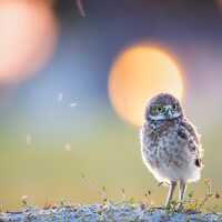 Burrowing Owl, Owl Print, Bird Photography, Florida Photography, Cape Coral Owls, Wall Decor, Nature