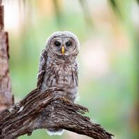 Barred Owl, Bird Photography, Baby Bird Photo, Florida Nature Print, Wildlife Photo, Florida Birds, 
