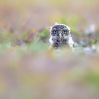 Baby Burrowing Owl, Bird Photography, Owlet Photo, Florida Photography, Nature Photo, Owl Print, Cap