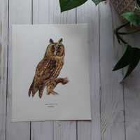 Vintage Owl Nature Plate - Clearance Art Prints