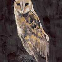 Barn Owl