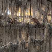 Barred Owl Photo, Metal, Canvas or Acrylic Print Harry Collins Original Wildlife Photography Wall Ar