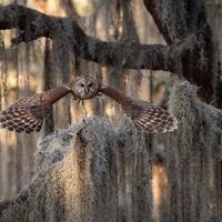 Barred Owl Photo, Metal, Canvas or Acrylic Print Harry Collins Original Wildlife Photography Wall Ar