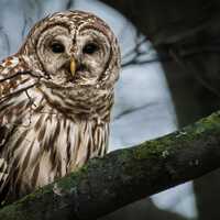 Barred Owl Staring | color photograph, wildlife photography, animal photo, bird nature photography, 