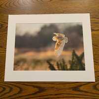 Barn Owl During Sunset