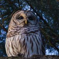 Barred Owl Photo Print: Matted Bird Photography, Nature Wall Art