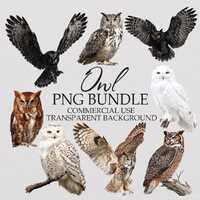 Owl Clipart Bundle: 38 PNG Bird Images for Commercial Use (Digital Download)
