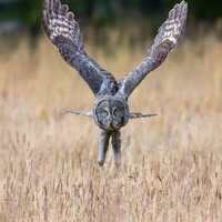 A great gray owl flies over a golden field at sunset in Yellowstone National Park | Giclee, Canvas, 