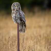 A great gray owl perched on a post in front of a golden field in Yellowstone National Park | Giclee,
