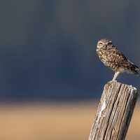 A burrowing owl perched atop a post in Grand Teton National Park | Giclee Print