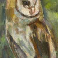 Barn owl, bird, 5x7 oil , Small painting