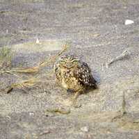 Burrowing Owl Print
