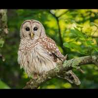 Barred Owl Wildlife Print – 11x14 Photo Matted to 16x20 – Nature Bird Photography by Bre