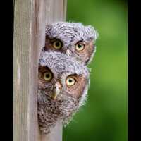 Baby Screech Owl Photography Print – 11x14 Matted to 16x20 – Cute Wildlife Bird Wall Art