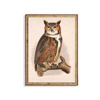Great Horned Owl Vintage Print – Antique Bird Art with Golden Eyes, Natural History Wall Art f