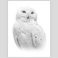 Digital Download - Pencil drawing of a Snowy Owl - artwork by UK artist Gary Tymon - Instant downloa
